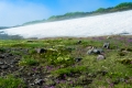 緑岳の春