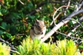 エゾシマリス